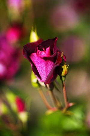 Lush Pink Rose Bud